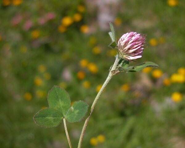 Trifolium pratense L. subsp. nivale Ces.
