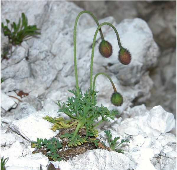 Papaver alpinum L. subsp. ernesti-mayeri Markgr.