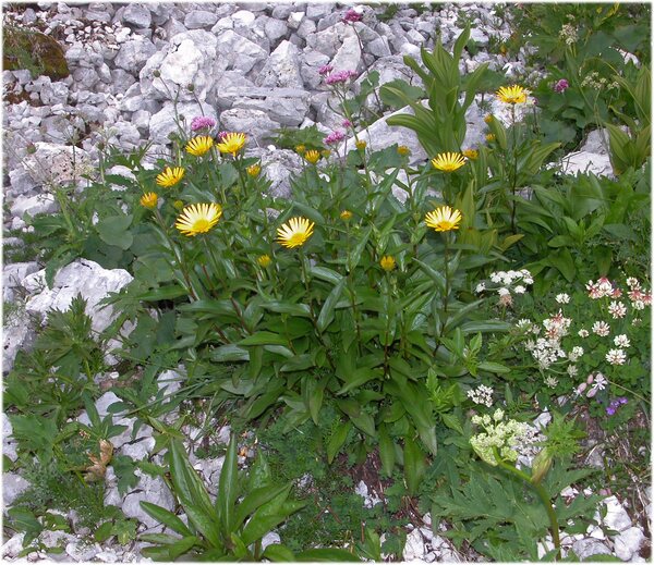 Buphthalmum salicifolium L.