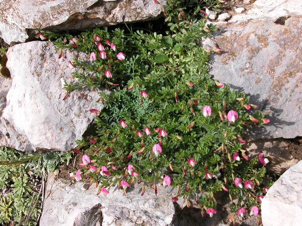 Ononis cenisia L.