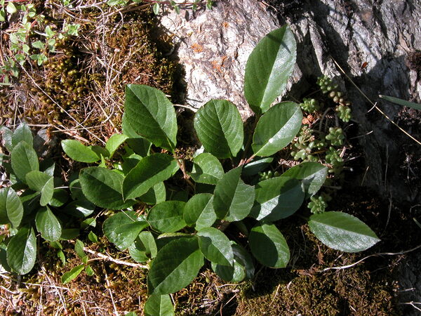 Atadinus pumilus (Turra) Hauenschild subsp. pumilus