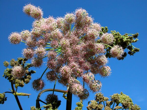 Angelica sylvestris L. subsp. montana (Brot.) Arcang.