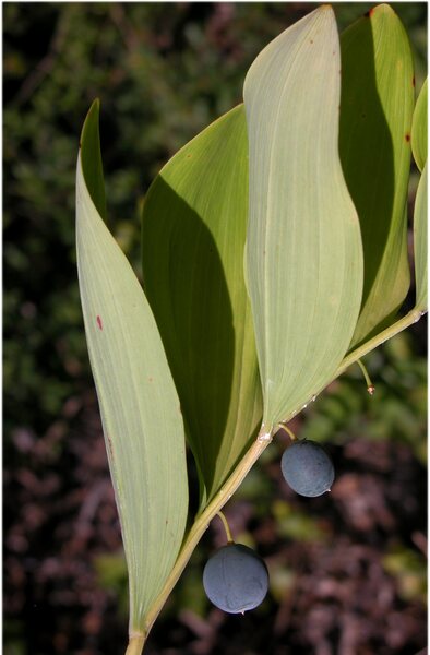 Polygonatum odoratum (Mill.) Druce