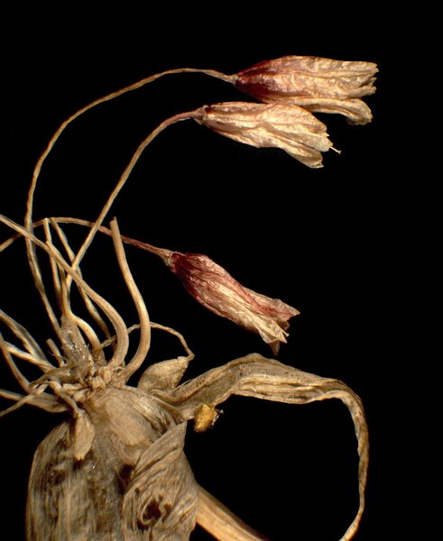 Allium oleraceum L. subsp. oleraceum