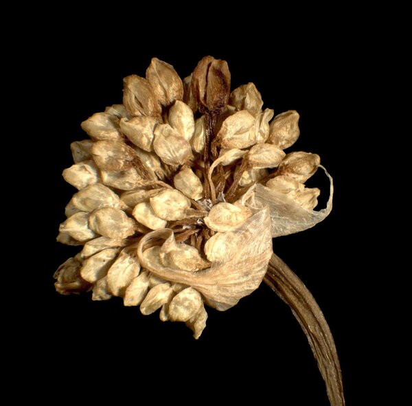 Allium oleraceum L. subsp. oleraceum