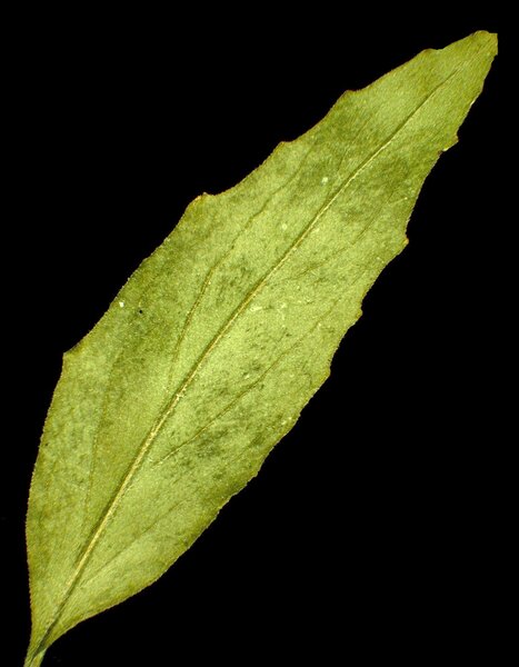 Epilobium tetragonum L. subsp. tetragonum