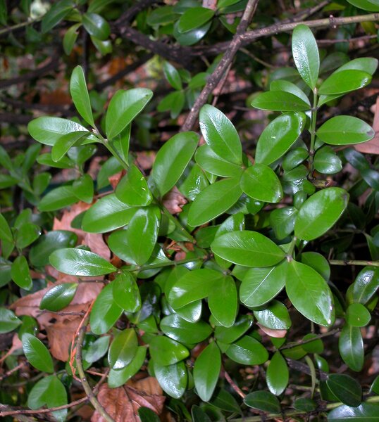 Buxus balearica Lam.