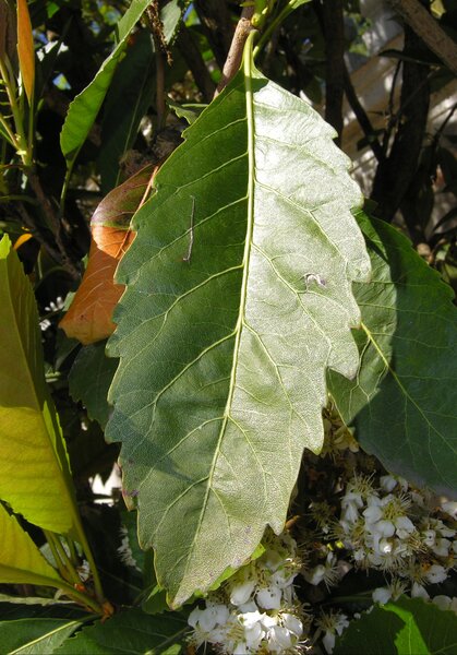 Eriobotrya deflexa (Hemsl.) Nakai