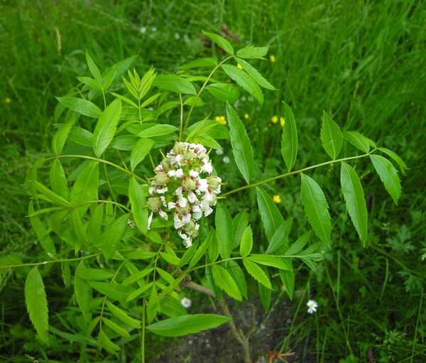 Xanthoceras sorbifolia Bunge