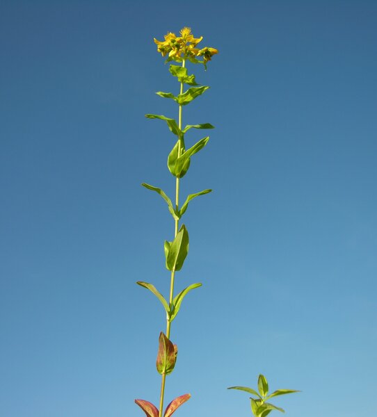 Hypericum perfoliatum L.