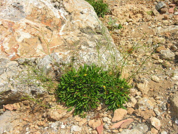 Limonium sommierianum (Fiori) Arrigoni
