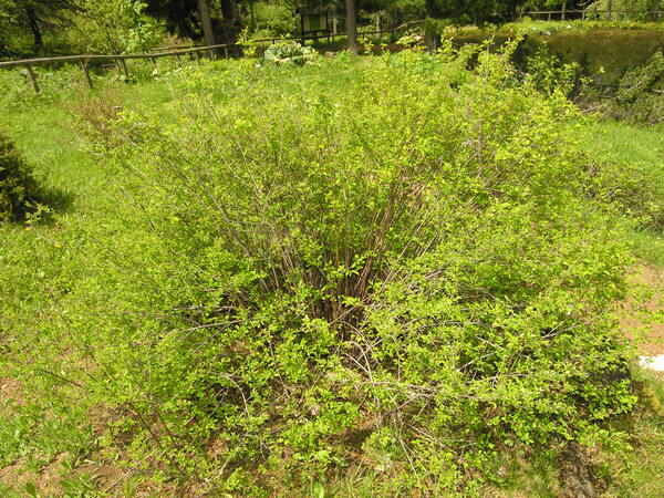 Spiraea chamaedryfolia L.