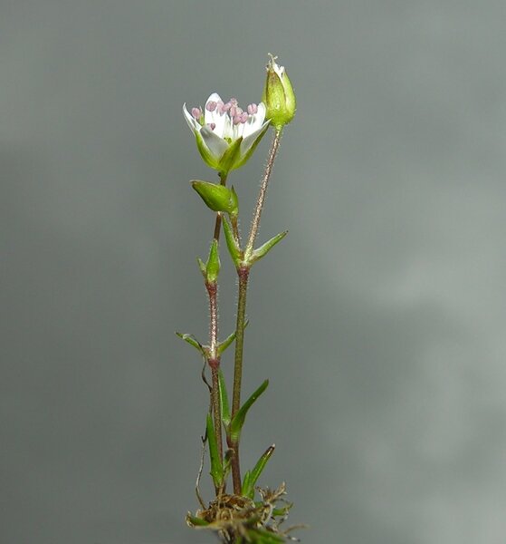 Sabulina verna (L.) Rchb. subsp. verna