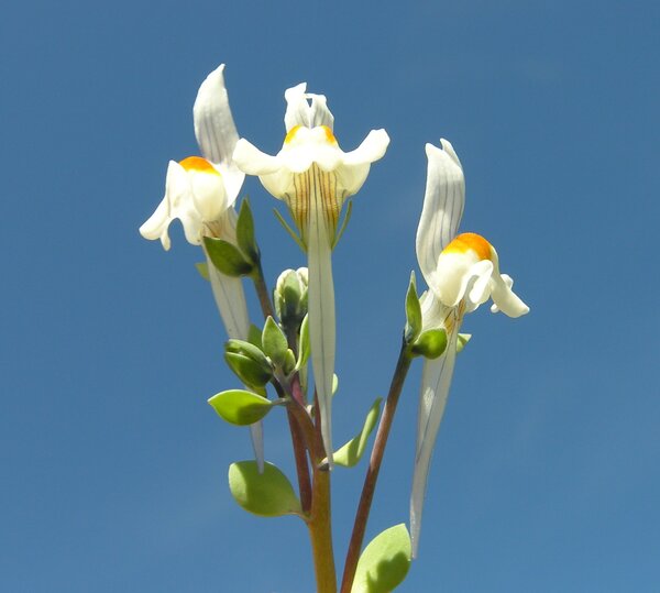 Linaria reflexa (L.) Desf. subsp. reflexa