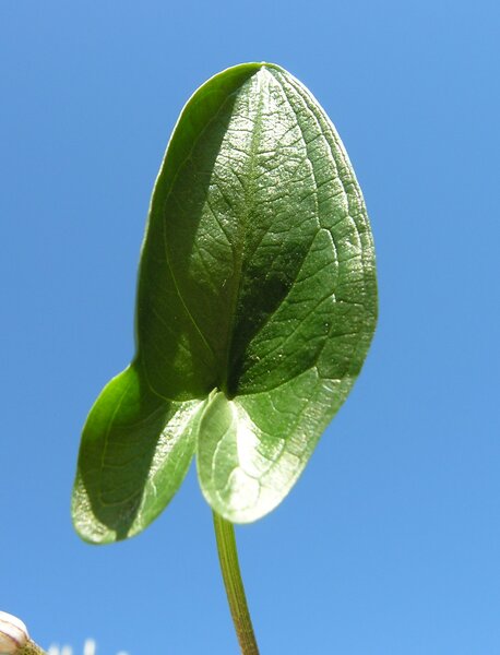 Arisarum vulgare O.Targ.Tozz. subsp. vulgare