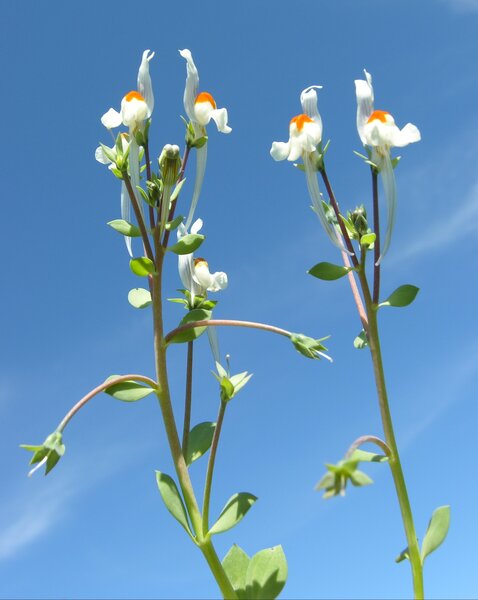 Linaria reflexa (L.) Desf. subsp. reflexa