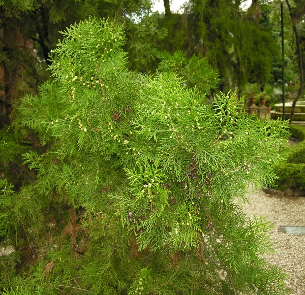 Platycladus orientalis (L.) Franco