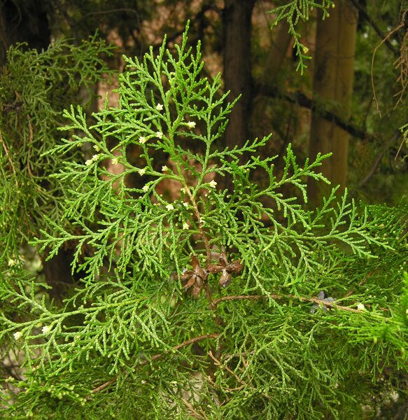 Platycladus orientalis (L.) Franco