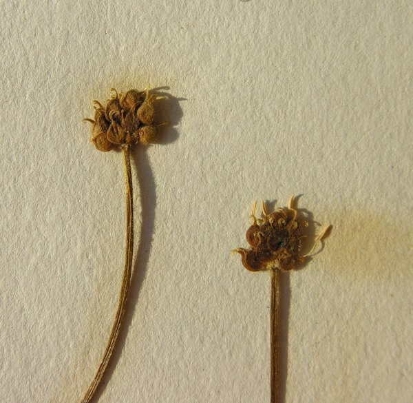 Ranunculus cassubicifolius W.Koch