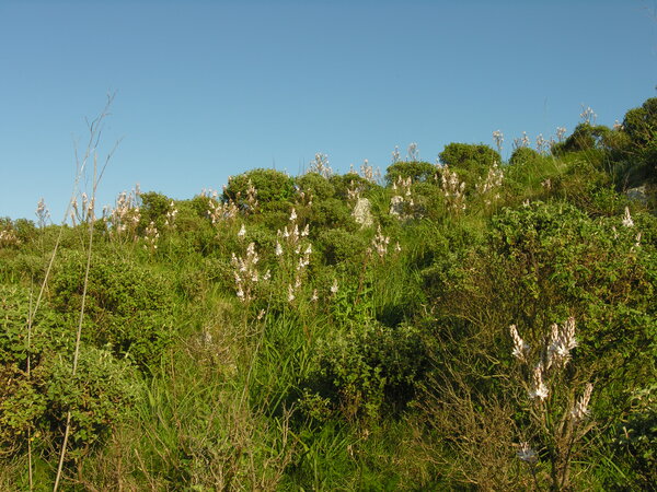 Asphodelus ramosus L. subsp. ramosus