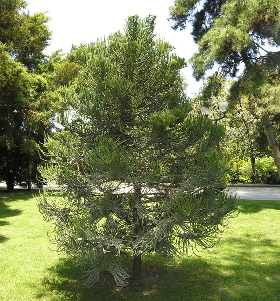 Araucaria balansae Brongn. & Griseb.