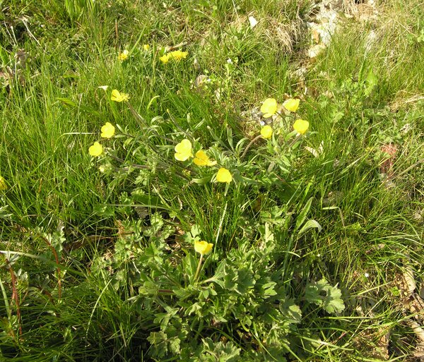 Ranunculus bulbosus L.