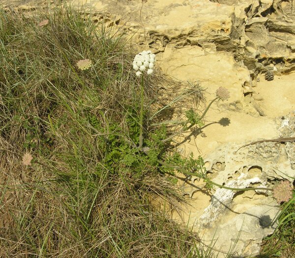 Daucus carota L. subsp. hispanicus (Gouan) Thell.