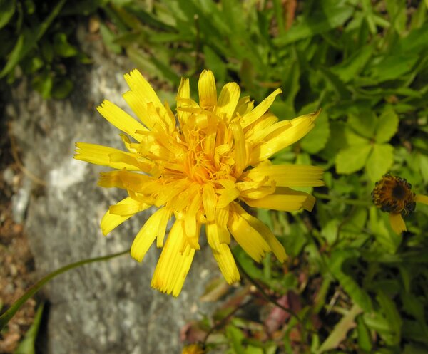 Pilosella corymbuloides (Arv.-Touv.) S.Bräut. & Greuter