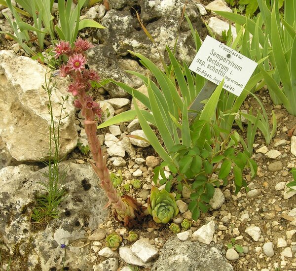 Sempervivum ×schottii Lehm. & Schnittsp.