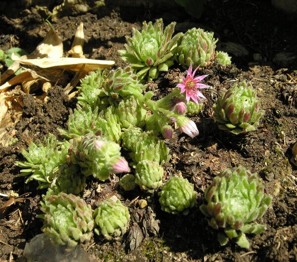 Sempervivum × hybridum Brügger