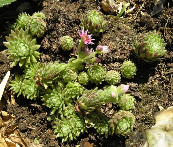 Sempervivum × hybridum Brügger