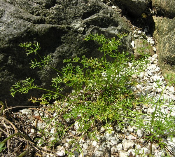 Athamanta cretensis L.