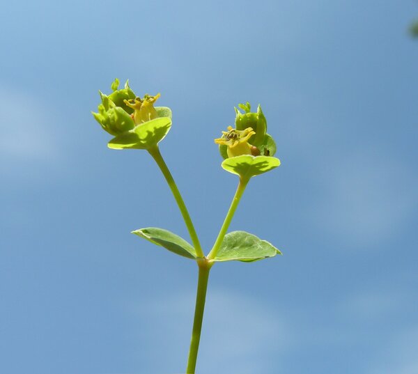 Euphorbia esula L. subsp. tommasiniana (Bertol.) Kuzmanov