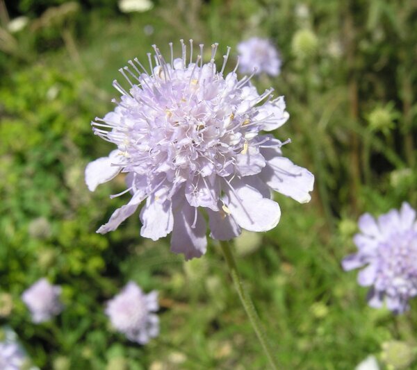 Scabiosa canescens Waldst. & Kit.