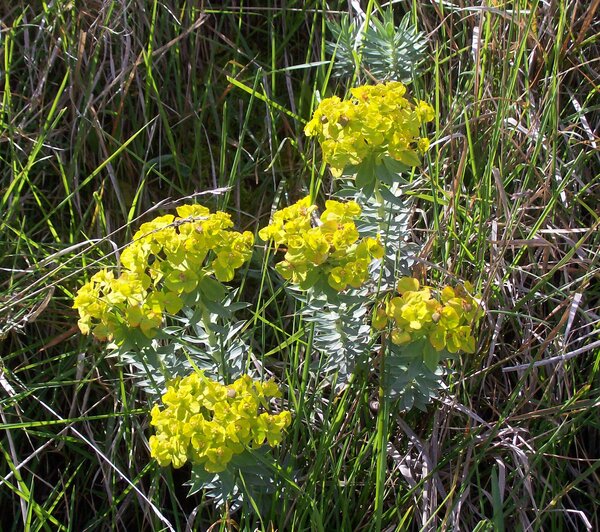 Euphorbia rigida M.Bieb.