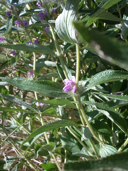 Phlomis herba-venti L. subsp. herba-venti