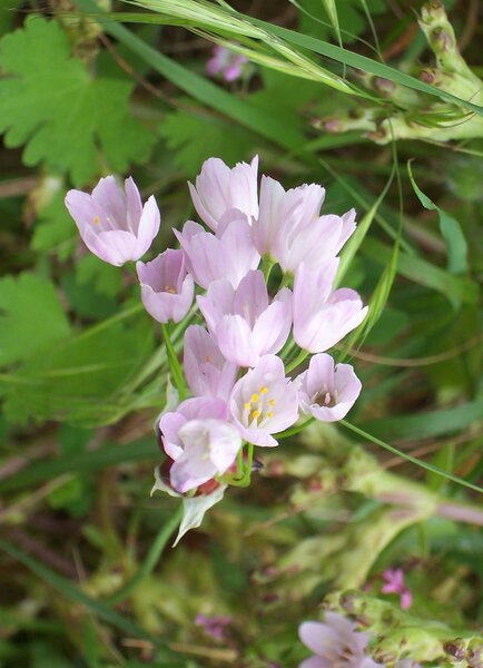 Allium roseum L. var. bulbilliferum Vis.