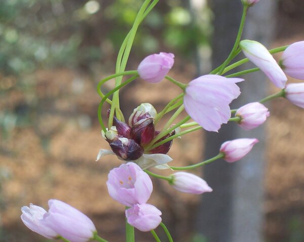 Allium roseum L. var. bulbilliferum Vis.