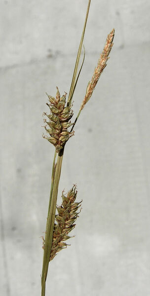 Carex punctata Gaudin