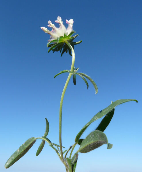 Anthyllis vulneraria L. subsp. maura (Beck) Maire