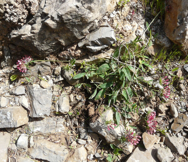 Anthyllis vulneraria L. subsp. maura (Beck) Maire