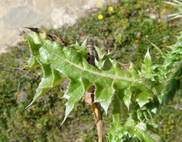 Carduus argyroa Biv.