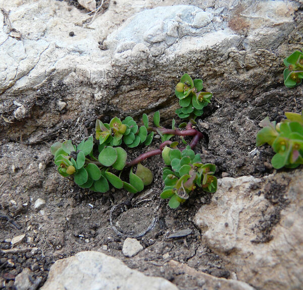 Euphorbia peplus var. peploides (Gouan) Vis,
