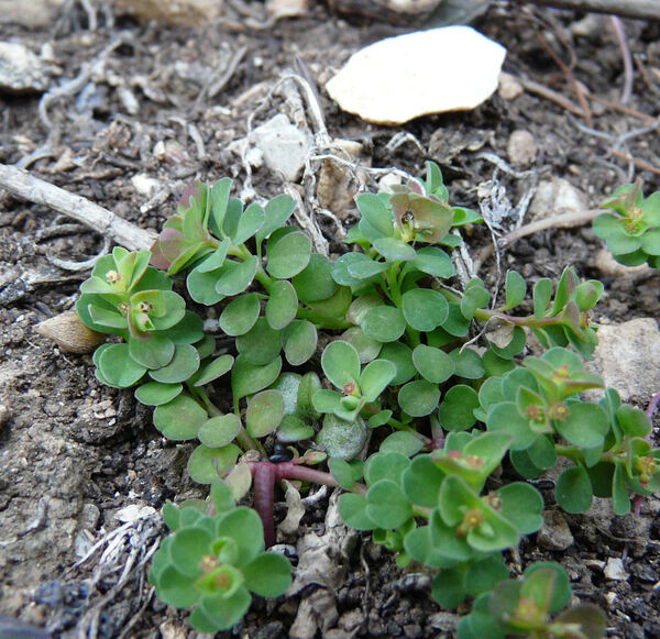 Euphorbia peplus var. peploides (Gouan) Vis,