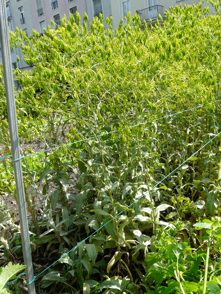 Isatis tinctoria L. subsp. tinctoria
