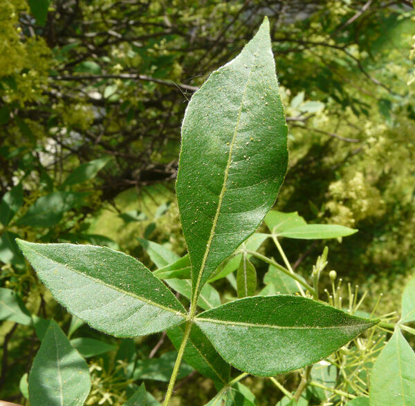Ptelea trifoliata L.