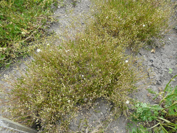 Minuartia recurva (All.) Schinz & Thell. subsp. oreina (Mattf.) McNeill