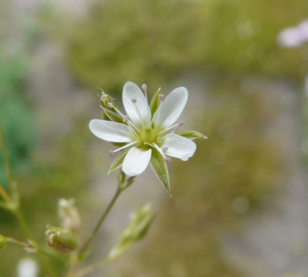 Minuartia recurva (All.) Schinz & Thell. subsp. oreina (Mattf.) McNeill