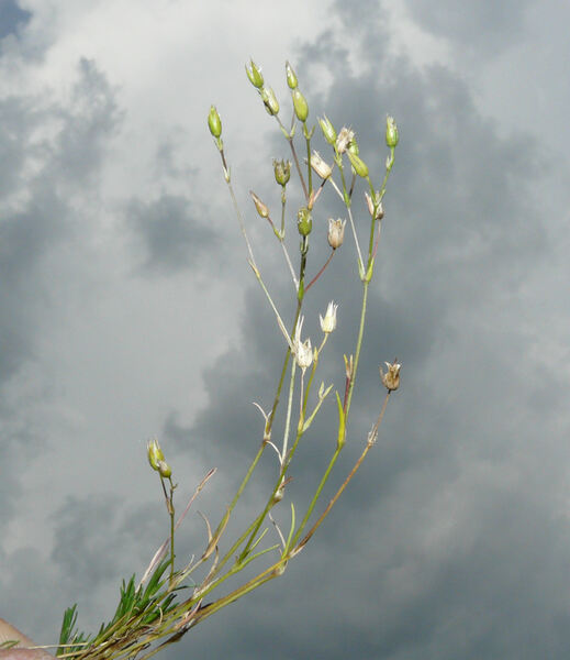 Minuartia recurva (All.) Schinz & Thell. subsp. oreina (Mattf.) McNeill