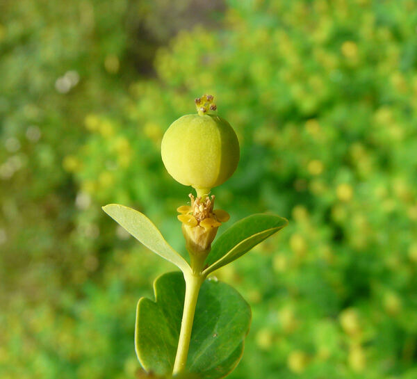 Euphorbia pannonica Horst.